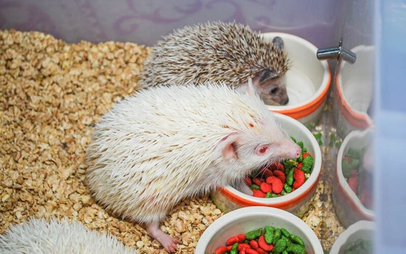 What Steps To Follow To Set Up A Hedgehog Cage? 