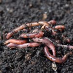 Why Red Wigglers are Composting Champions